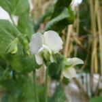 豆の花